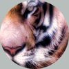 'Inner Tiger'