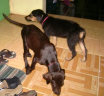 Meet Koko & Chako... We had to leave them behind back in Saipan...
