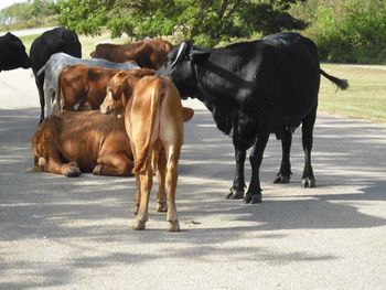 Yep... definitely traffic...
