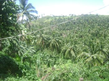 Countryside view...
