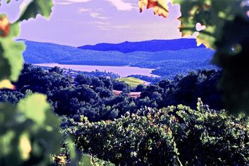 HILLSIDE VINEYARD VIEW AMIZETTA WINERY - NAPA VALLEY

