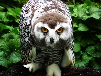 Attack Owl!!!
