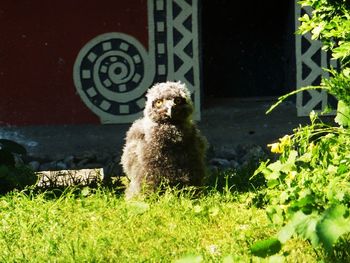 Just A Few Weeks Old!!!
