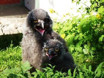 Eule's Baby Brother & Sister @ 4 Weeks!!!!
