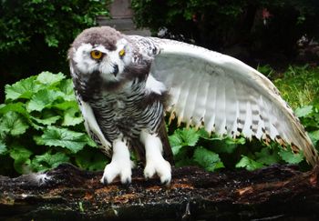 Got Wing - Will Travel... Soon
