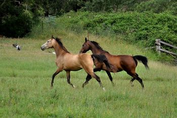 Murlyn's Wild Honey & Murlyn's Absolutely Scandalous
