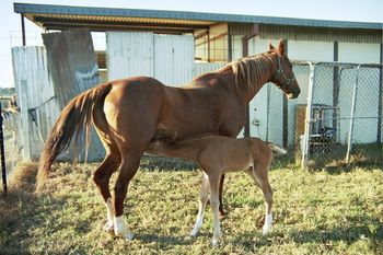 Canyonleigh Unforgettable & Bindi
