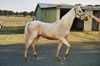"Electra"
