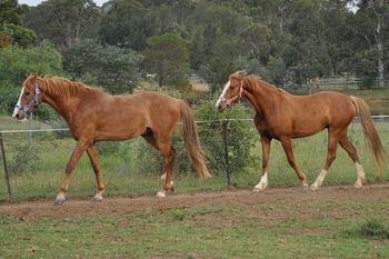 are we twins!SIRE: Ironbarks Chain Reaction Dam: Canyonleigh Unforgettable
