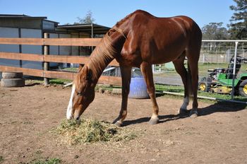 chester enjoying his new yard
