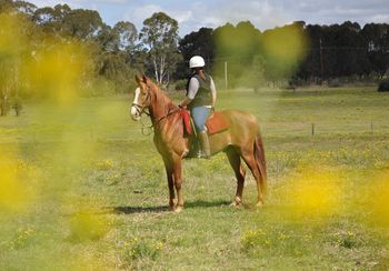 Ironbark's Check Mate Looking good Chester
