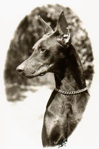 Carjo's Buster Brown (imp USA)
