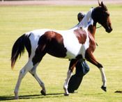 SIRE: Kalarama's Rising Star DAM: Canyonleigh Unforgettable
