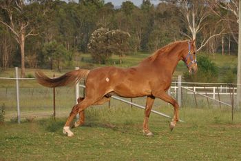 Ironbark's Check Mate

