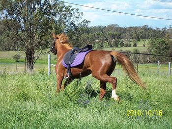 Ironbark's Rocky Road
