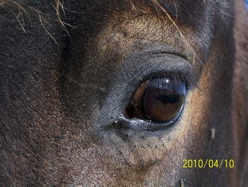Wildmoor One More Time SIRE Somerset After Midnight Dam: Kobada's Night Rose
