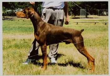 Ch Lizmain Thunder Storm (AI)SIRE: Am Ch Electra's Chubasco(USA) DAM: Ch Lizmain Ima Star
