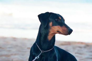 Celestion Dream Catcher SIRE: Ch Celestion Code Man DAM: CH Celestion Commanchee Moon (AI)
