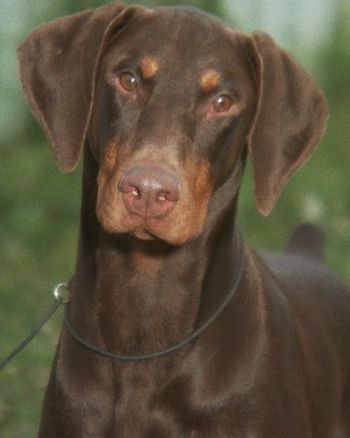 Ch Celestion Analyze This SIRE: Borlaise Charlie Brown DAM: Celestion Mocha Delite

