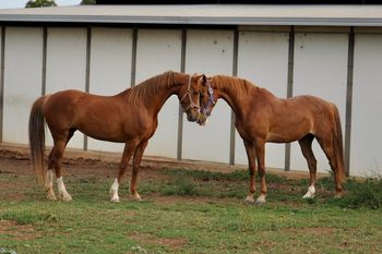 Sire: Ironbarks Chain Reaction DAM: Canyonleigh Unforgettable
