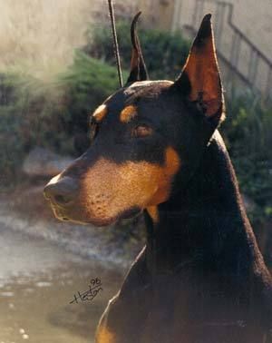 Am Ch Foxfire's Devils N Demons (imp USA) frozen semen

