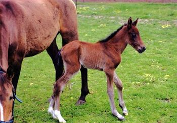 Murlyn's Absolutely Scandalous SIRE: Suttons Personality Guy Dam:Tarquin's Anacacho Scandal
