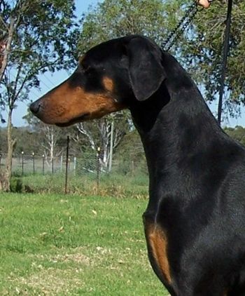 " Natasha"
