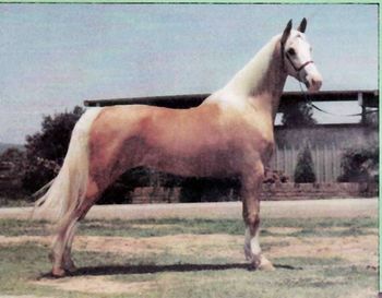 Suttons American Dawn
