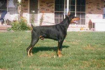 CAN Ch Freespirits Black Cato (imp CANADA)
