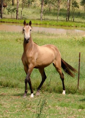 Murlyn's Wild Honey SIRE Somerset After Midnight Dam: Tarquin's Anacacho Scandal
