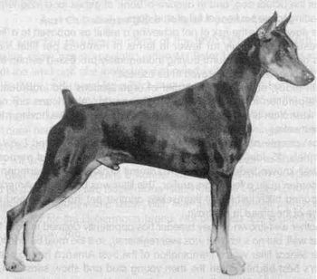 Am CH Julmars Jeronimo (imp USA) "frozen semen"
