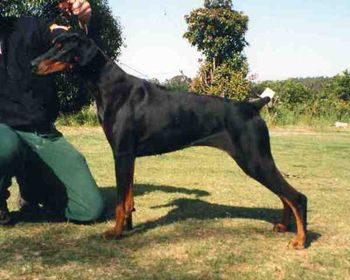 Ch Celestion Commanchee Moon (AI) SIRE: Julmars Jeronimo (USA) DAM: Celestion Illusive Dream
