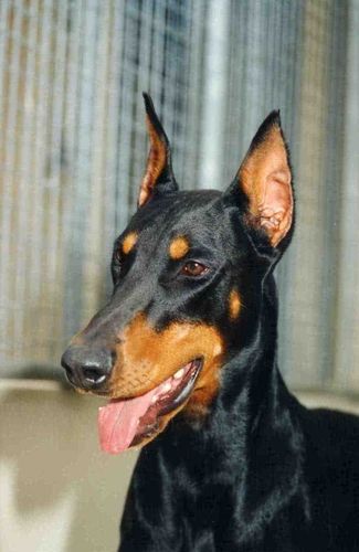 Am Ch Hugadobe Ticket To Ride (imp USA) SIRE:Am Ch Array point blank DAM: AM Ch Hugadobe Double Exposure
