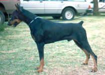 Shinyas A Boy Named Sue (imp USA) Produced more than 135 Champions
