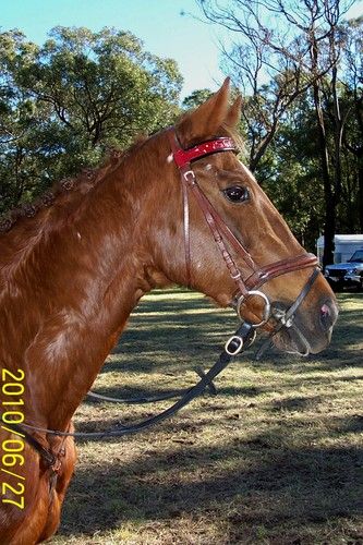 Canyonleigh Unforgettable
