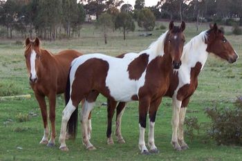 Ironbark's Bright Star Sire: Kalarama's Rising Star DAM: Canyonleigh Unforgettable

