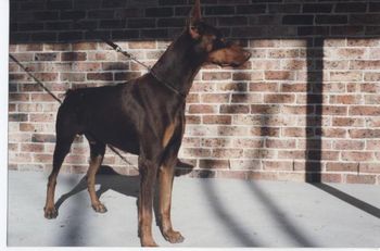 Carjo's Buster Brown (imp USA)
