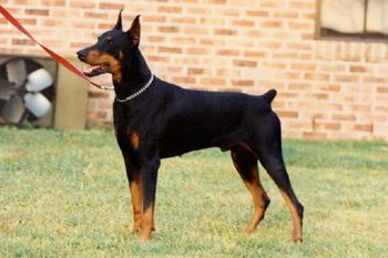 Shinyas A Boy Named Sue produced more than 135 Champions
