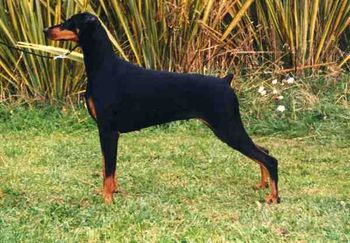 NZ Gr Ch Celestion Get The Point AI (imp Aust) SIRE:Am Ch Array point Blank (USA) DAM: Aust Ch Celestion Black Jewel
