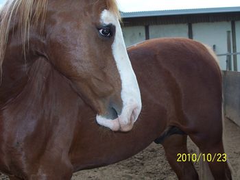 "TOP CAT" our "SABINO" Stallion
