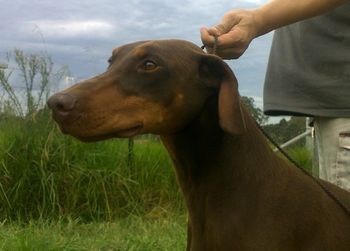 Borlaise Charlies Pride SIRE: Borlaise Charlie Brown DAM: Celestion Nullum Simile
