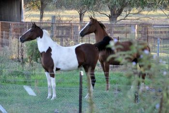 Having fun in the paddocks
