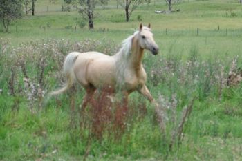 Sire: Ironbarks Chain Reaction DAM: Canyonleigh Unforgettable
