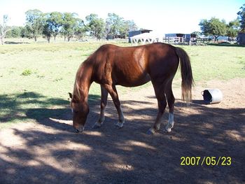 Sophie Lee Sire: Ironbark's Manhatten Synphony - Dam Ironbark's Bright Star
