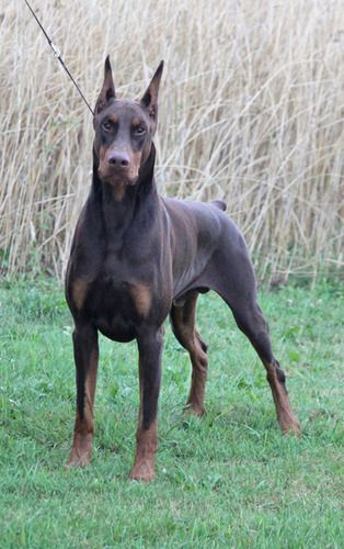 Can Ch Liberator's Apache Warbonnet SIRE: Ch Navajo De Black Shadow DAM: Ch Liberators Chasing Rainbows
