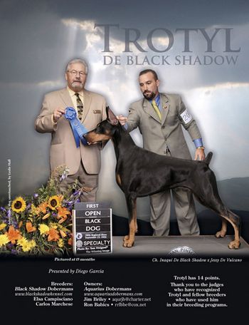 Am Ch Trotyl De Black Shadow (USA)
