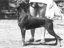 Carjo's Scarlet O'Hara (impUSA)
