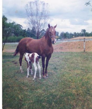 Canyonleigh Unforgettable & Star
