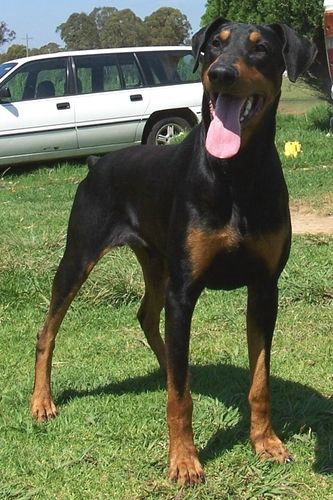 Rocky SIRE: Am Ch Foxfires Devils N Demons DAM: Celestion Picture Perfect
