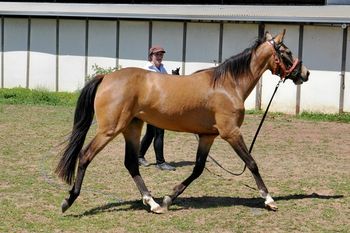 Honey in training with Jesi Derks
